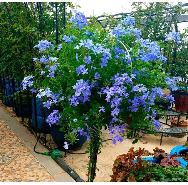 阳台养蓝雪花棒棒糖,阳台养绣球花爆盆