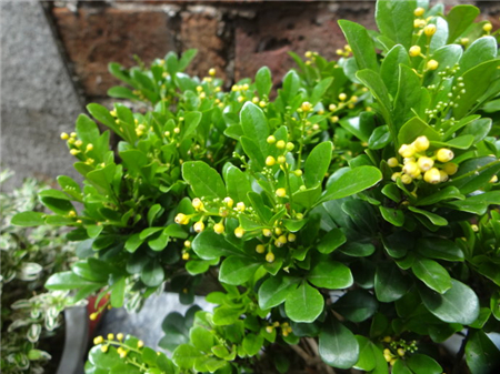 米兰花怎么养及注意事项,米兰花怎样养护才能长得好