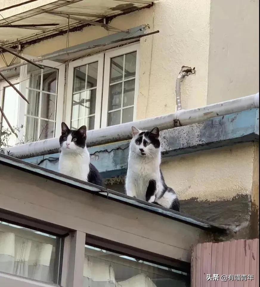 刚毕业的大学生建议养猫吗,没毕业大学生建议养猫吗