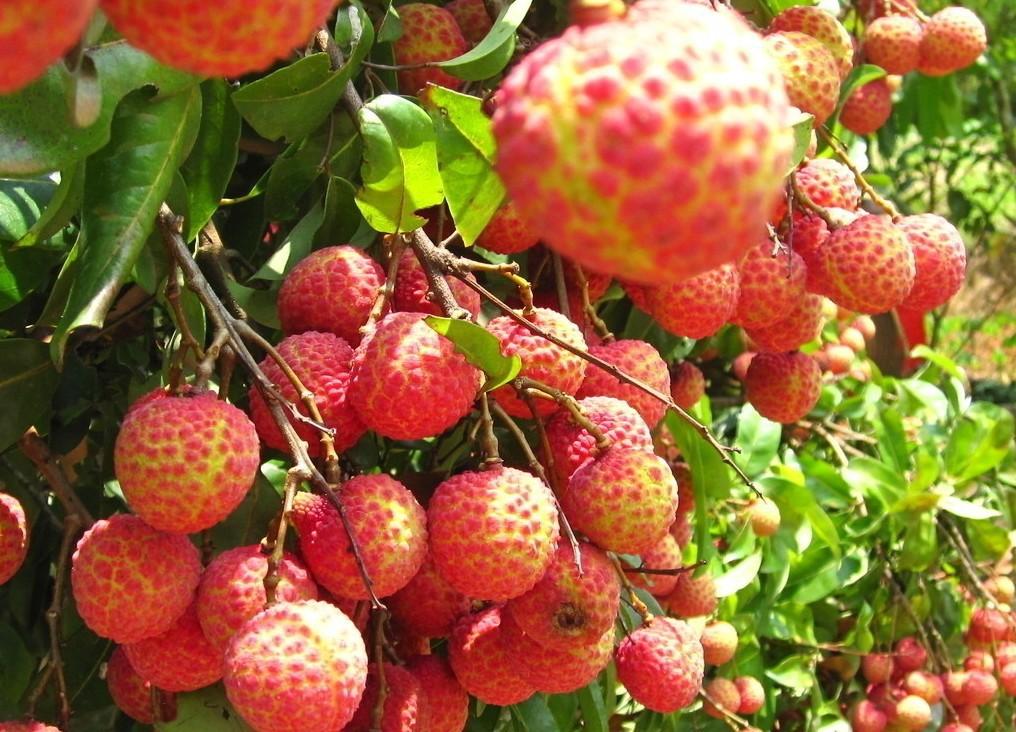 生鲜电商如何在困境中突出重围,生鲜电商几轮洗牌最终留下了谁