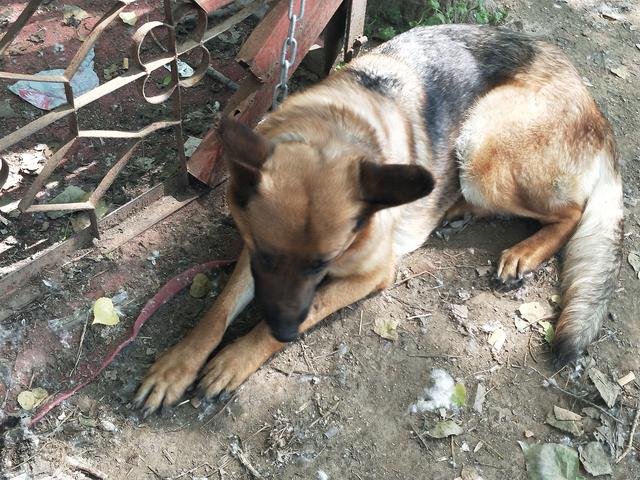 开封杨丰宠物市场最新价格信息,开封杨丰宠物市场现在开着吗