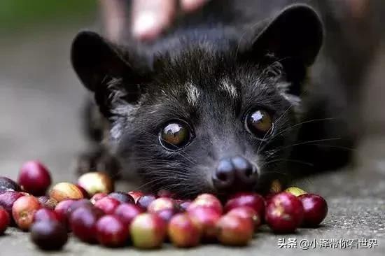 印度尼西亚猫屎咖啡工厂,印度尼西亚正宗猫屎咖啡价格