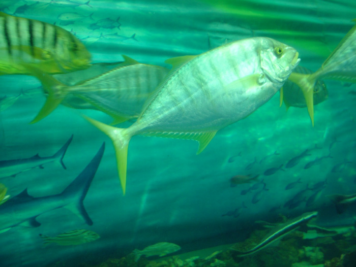 成都海底世界极地海洋馆照片,成都最出片的海洋馆