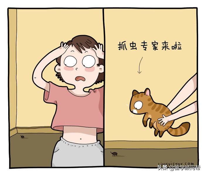 猫主子的日常暹罗猫铲屎官的乐趣,猫吸猫主子的日常