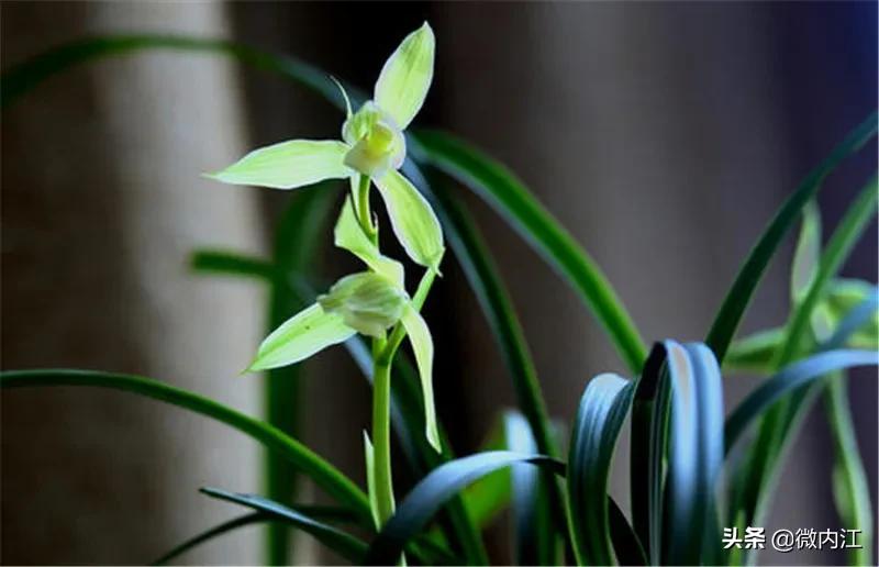 花中珍品！内江这朵花不一般，连*德朱**都很喜欢——