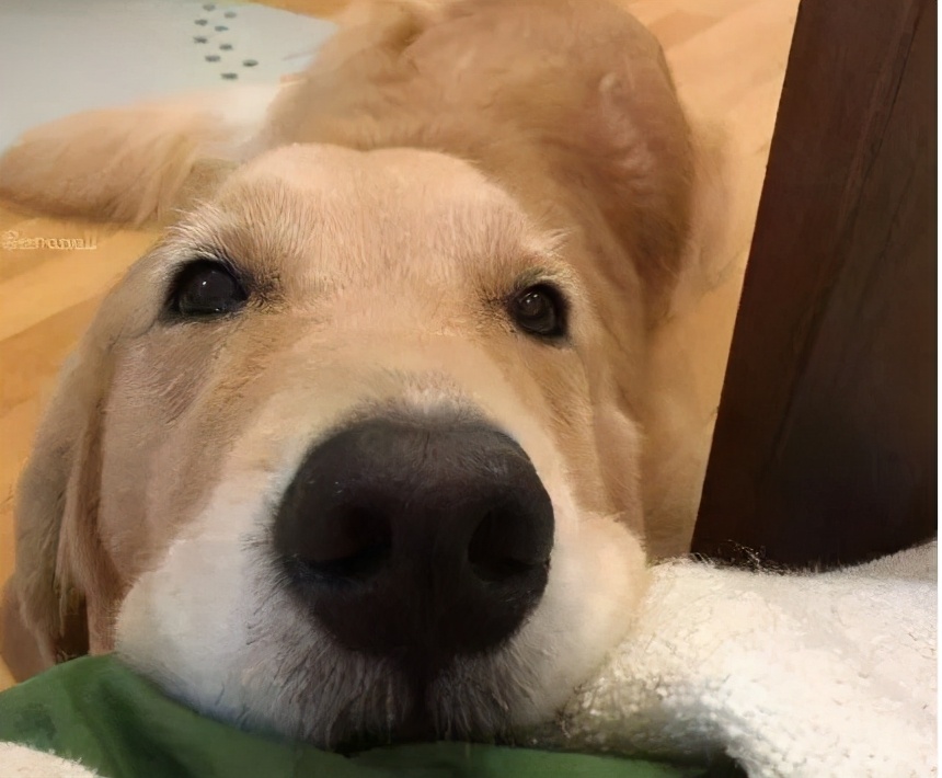 盘点那些“粘人精”的狗狗，上厕所也不放过你