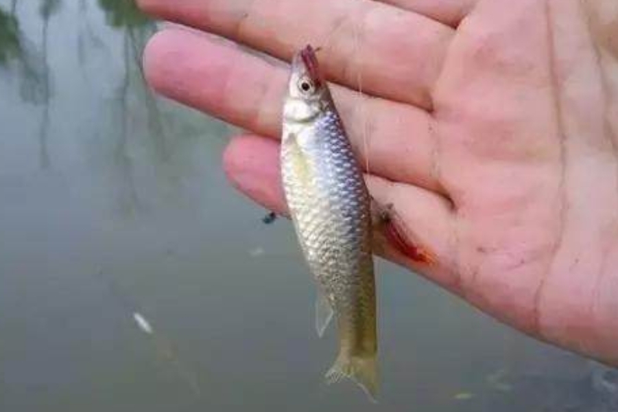 避小杂鱼的方法,避小杂鱼用什么漂