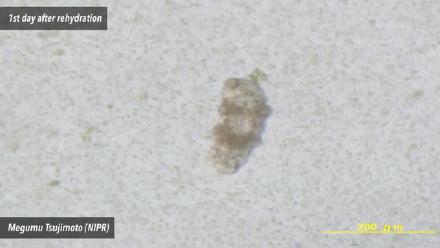 被遗忘在实验室的冰箱里30年之后，它竟然又活了