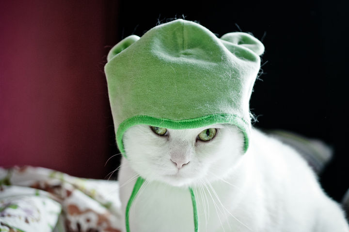 母猫交配结束后，为什么还要不顾一切转头咬公猫？