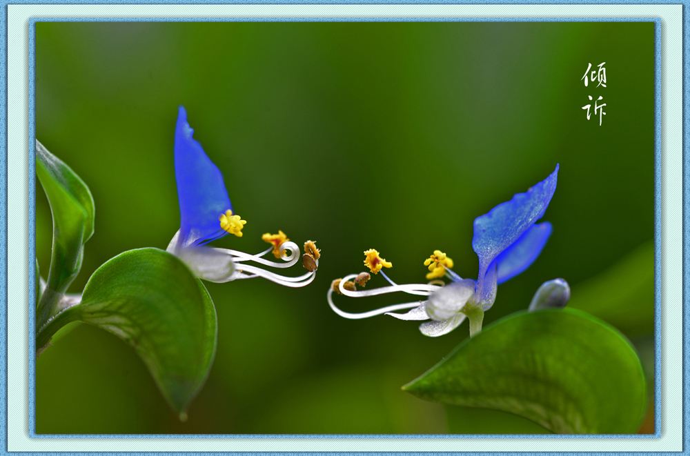 杀猪盘被识破后为何还找我聊天,白领遇杀猪盘20天被骗407万