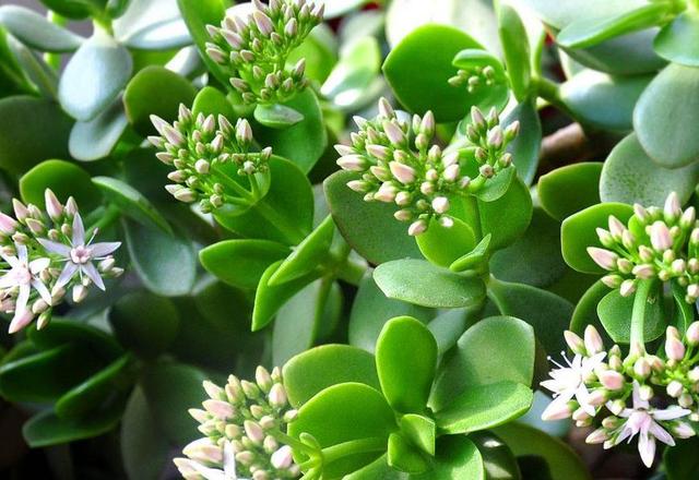 2种“镇宅树”，新年养1盆，“财运”越来越旺，观赏价值还高！