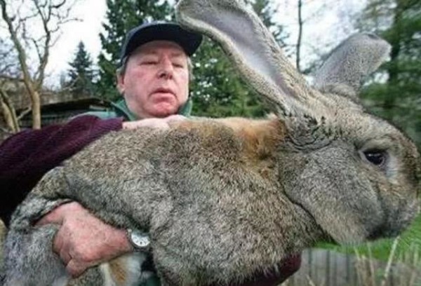 澳大利亚为什么有100亿只野兔,澳大利亚人兔大战带来的启示