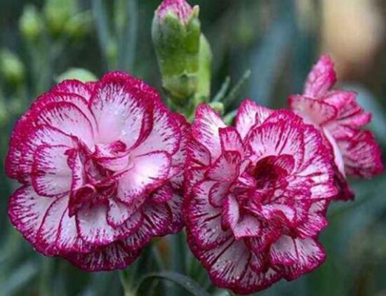 康乃馨盆栽怎么浇水,盆栽康乃馨几天浇水最好