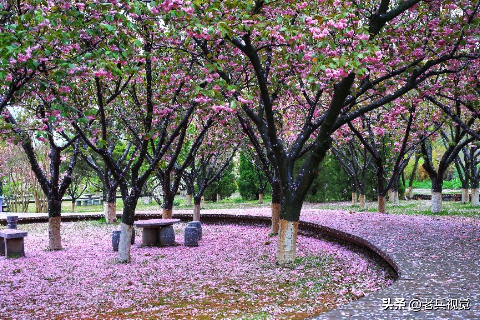 浪漫樱花校园,浪漫樱花视频