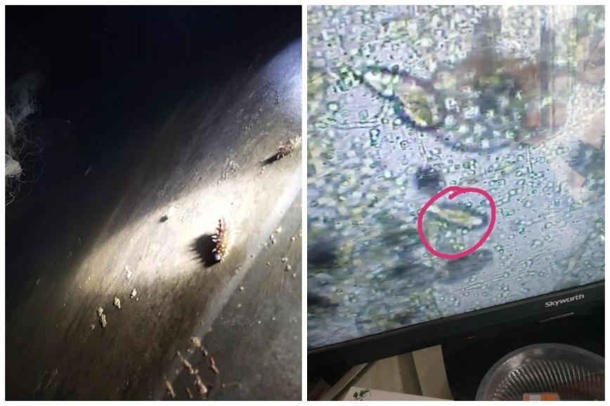 海参长了纤毛虫怎么办,纤毛虫对海参养殖的危害