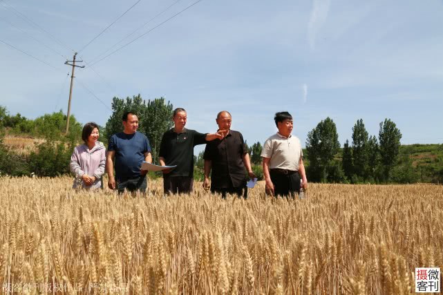 大山深处小麦开割，庄稼地里有人送来承诺书，现场签字