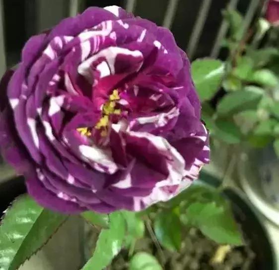 白天浇花花叶变黄,用什么方法养花叶子黄