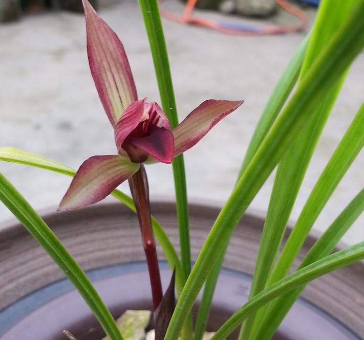 墨兰黑珍珠兰花多少钱一苗,此兰花被誉为国兰第一红