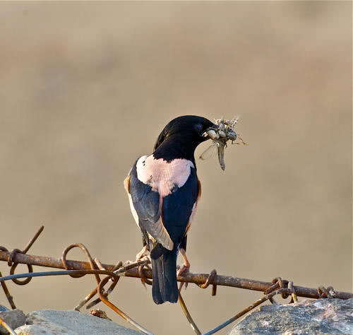 最让人害怕的昆虫,大自然最可怕的动物