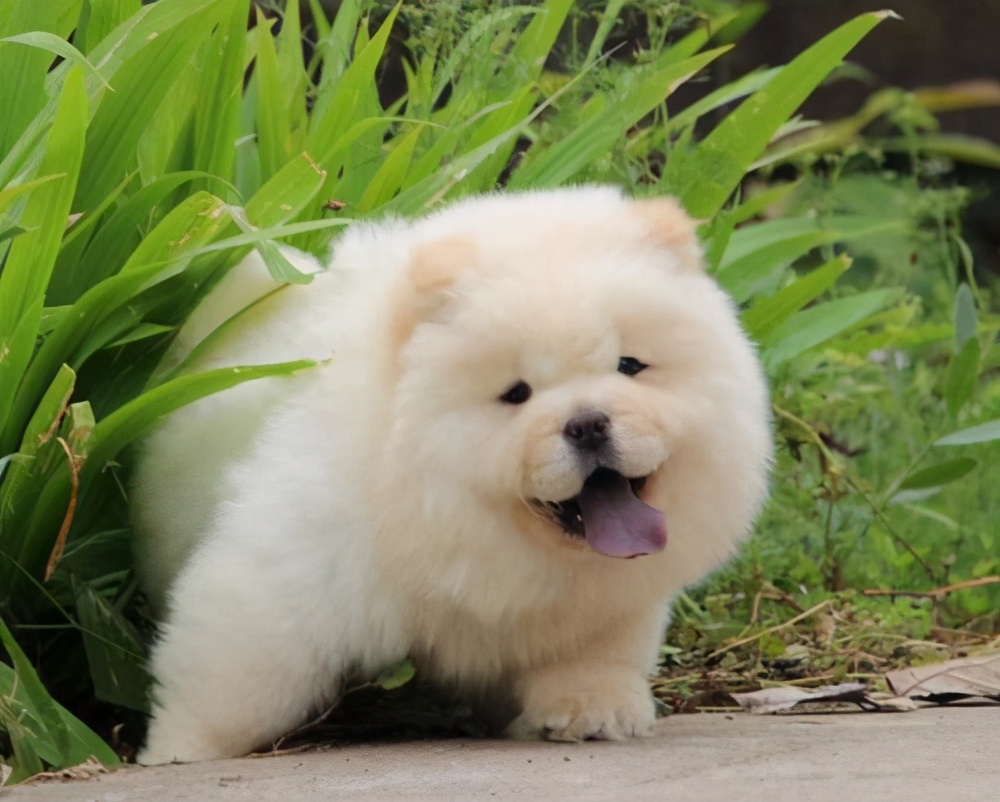 中国名犬之一,松狮犬认主人