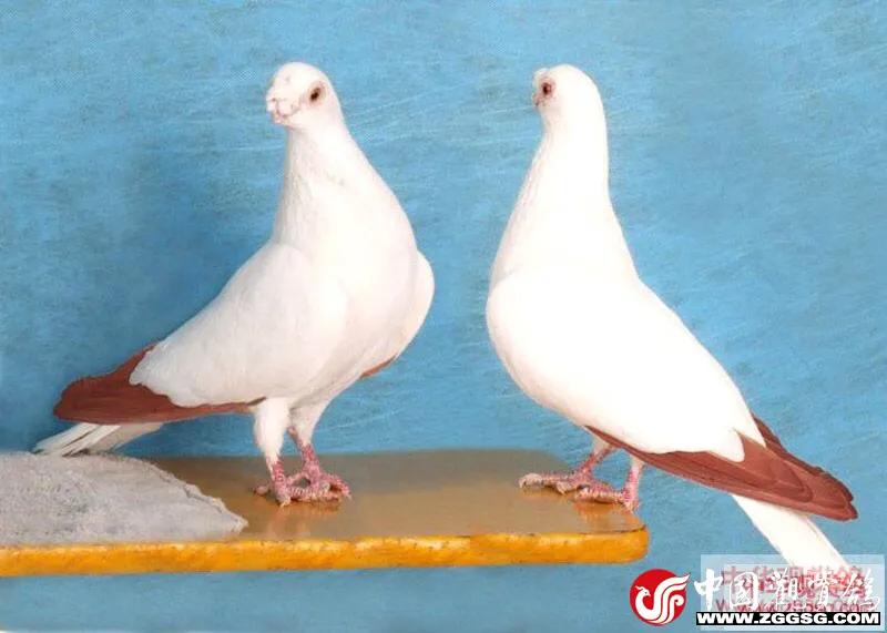 北京鸽哨制作,北京鸽哨晨曲