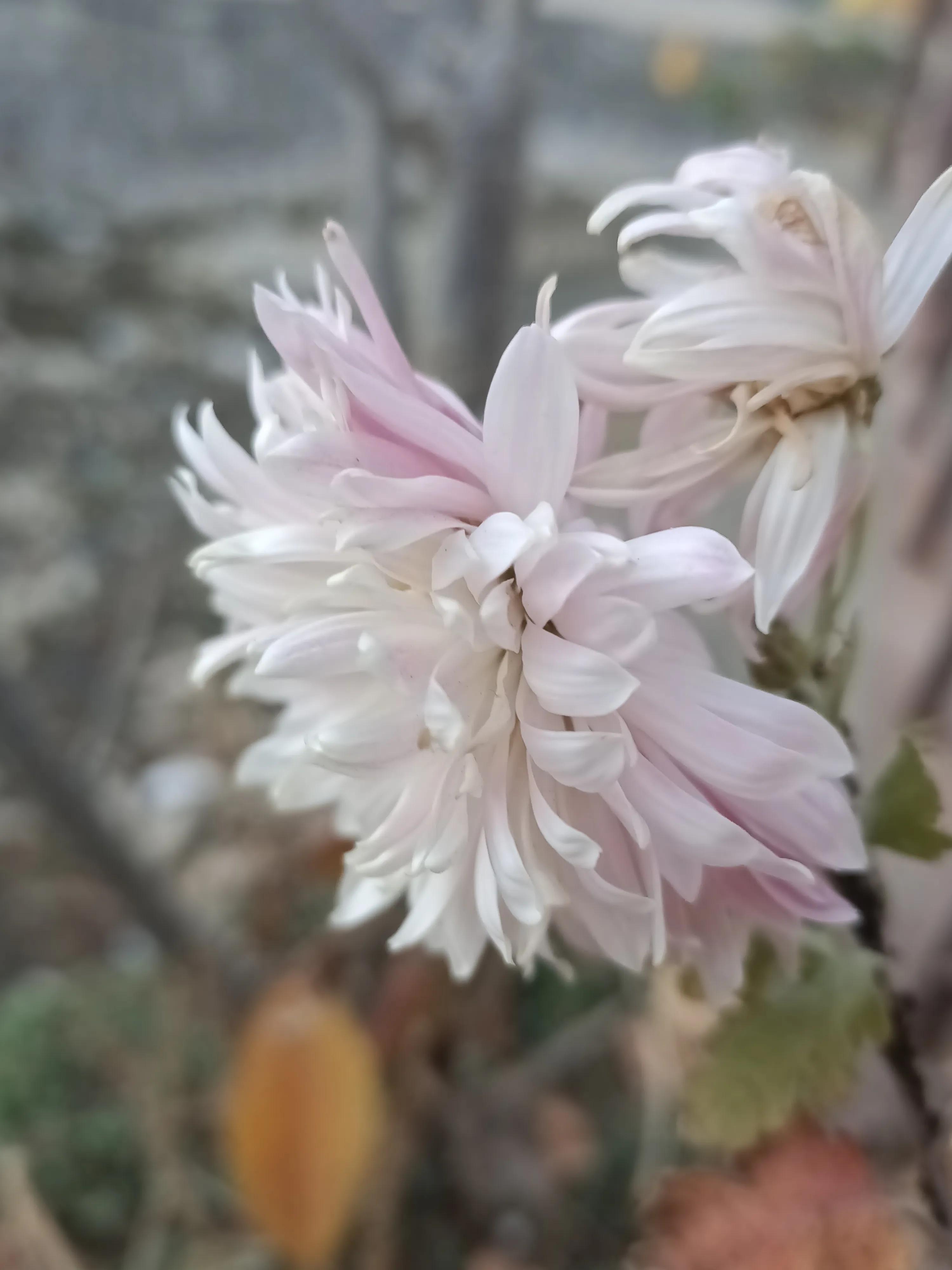 初冬，河渠畔，凋零的美之菊花的气节