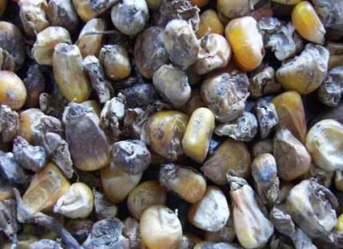 很常见的霉菌,你肯定不知道它对养鸡的危害有多大