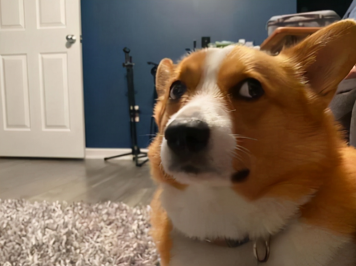 柯基46斤减肥,怎么训练柯基游泳减肥