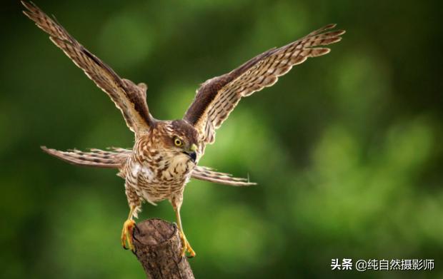 日本松雀鹰百科,日本松雀鹰年龄