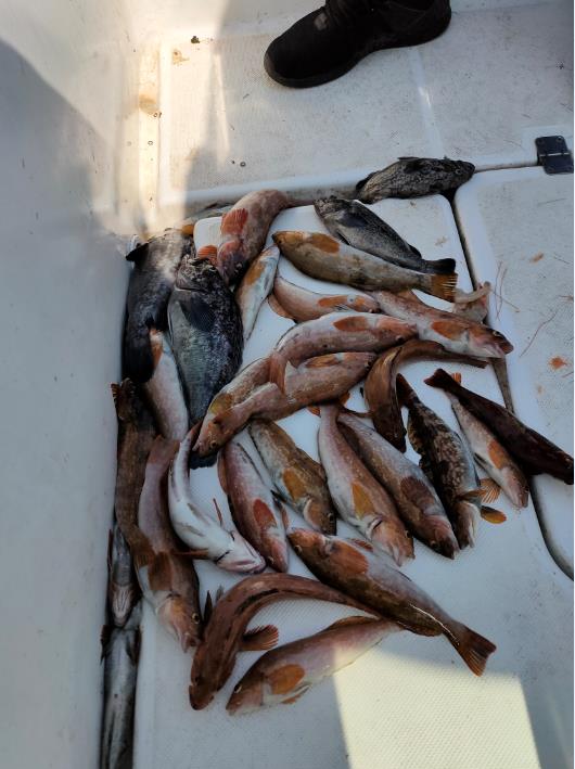 大连岸边几月份开始钓鱼,大连近海渔船出海时间