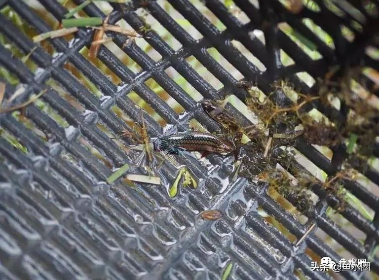 泰国斗鱼和中国斗鱼的杂交品种,中国斗鱼与泰国斗鱼哪个更厉害