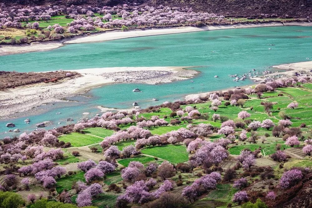 四月物语|桃杏梨大美中国、世界唯一！江浙沪紫藤芝樱绽放！