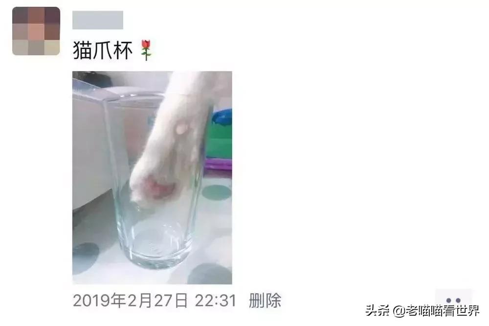 只有养猫才觉得自己是个中产阶级,中产阶级养猫