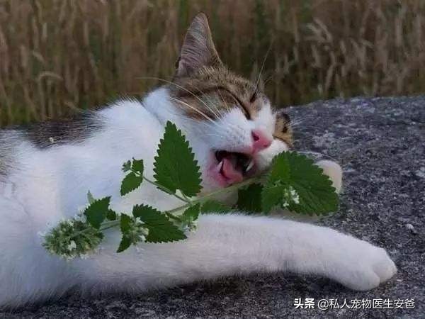 猫得了肠胃炎怎么办,猫肠胃炎会传染人吗