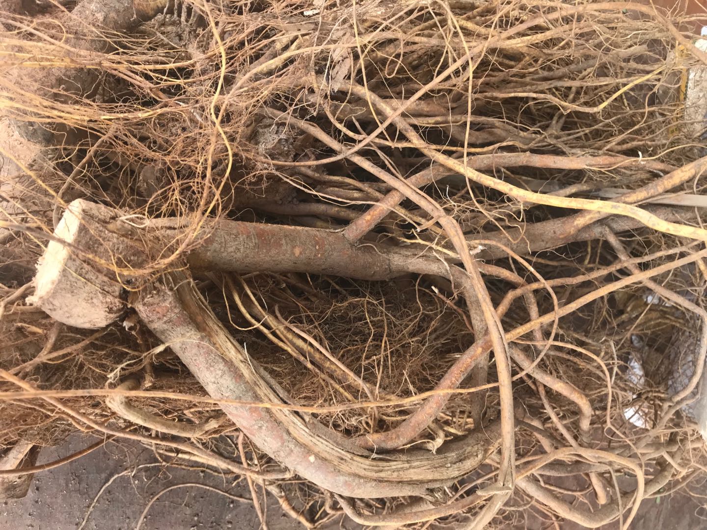 五指毛桃黄芪太子参,五指毛桃人参功效