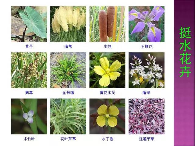 花卉大全500种观叶植物名称,1332种常见花卉植物图谱