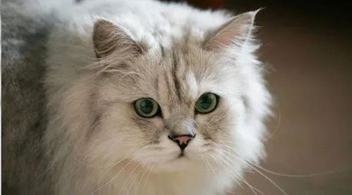 猫咪掉毛严重毛发粗糙怎么办,猫咪背毛粗糙