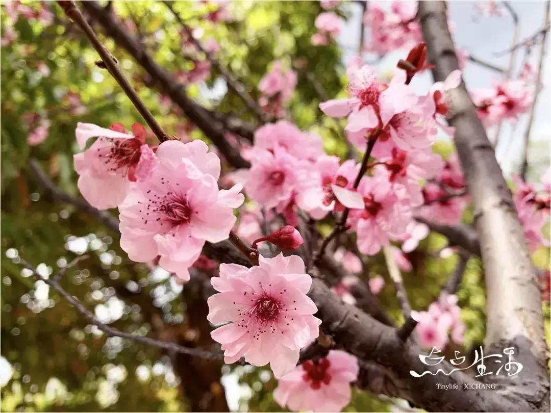 西昌春天一定不能错过的美景,不来黄山你永远不知道有多美