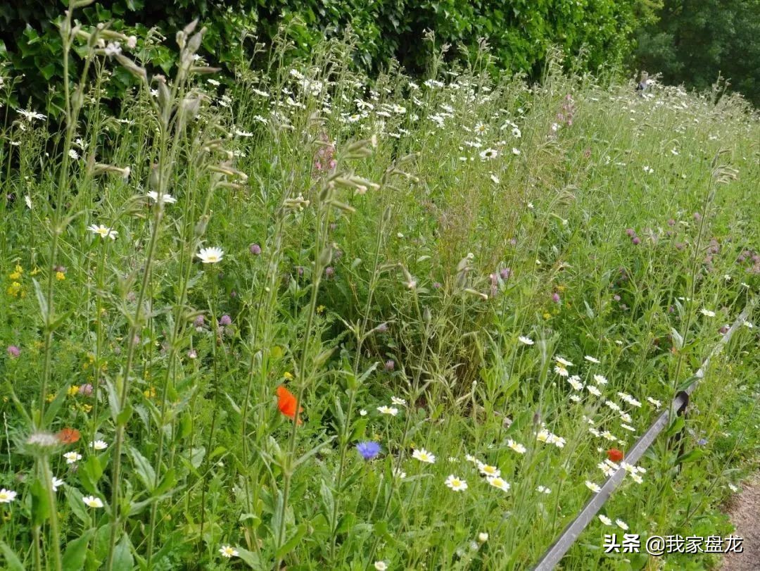 教你们一些特别实用的栽花小技巧,栽花有没有什么方法让它活得更好