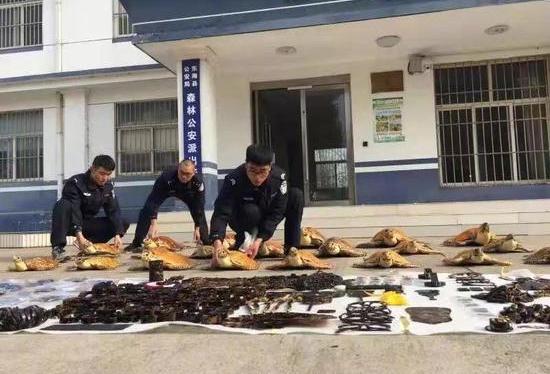 玳瑁被处死,玳瑁为什么被砍头