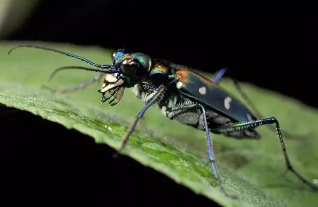 海南海里的特产动物,海南特有的珍稀动物