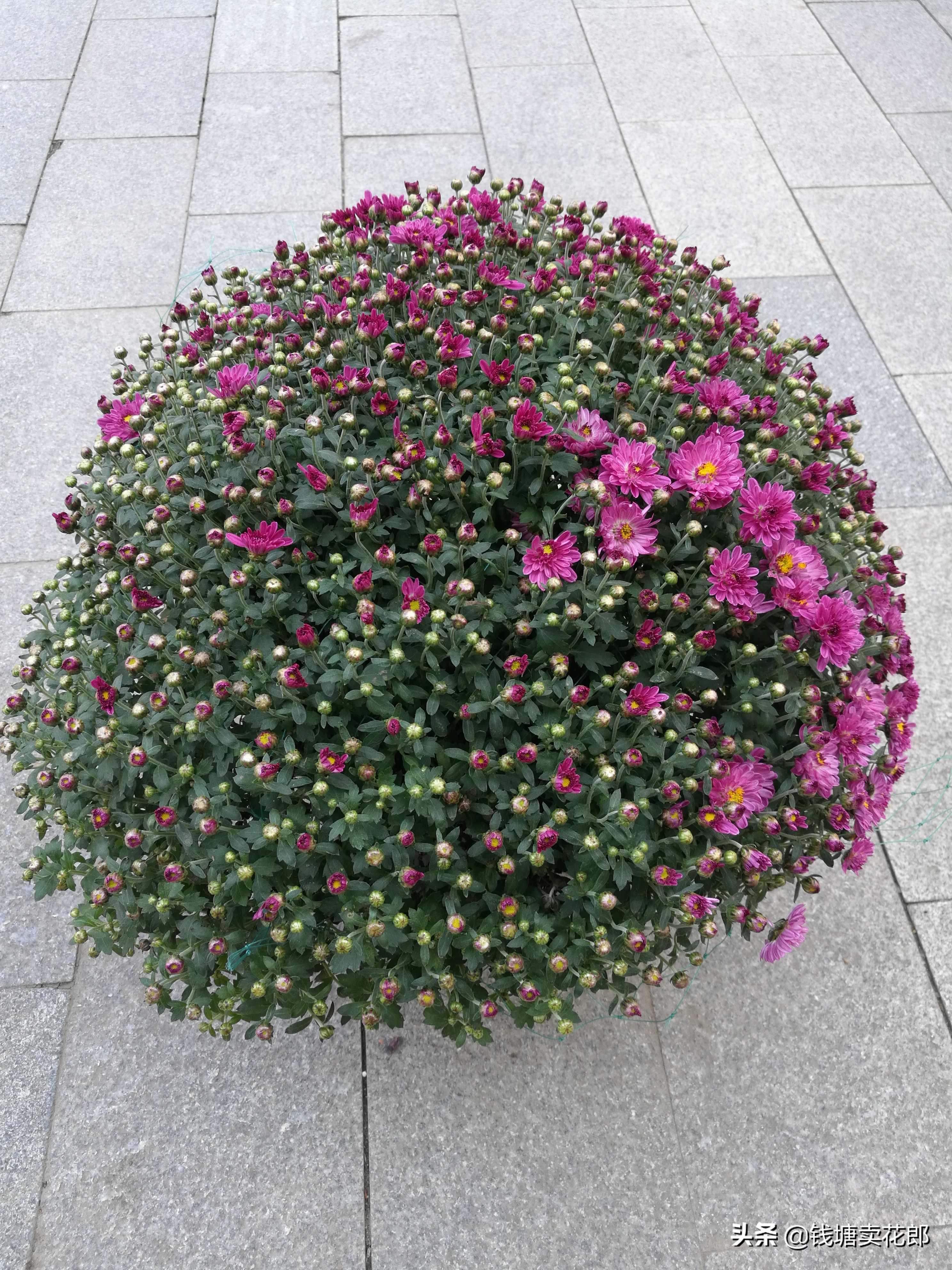 球菊千头菊好养四季开花耐热耐寒,耐寒四季菊花苗龙爪菊盆栽