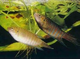 鱼缸养什么淡水小型观赏鱼好养活,石头造景原生缸小型观赏鱼