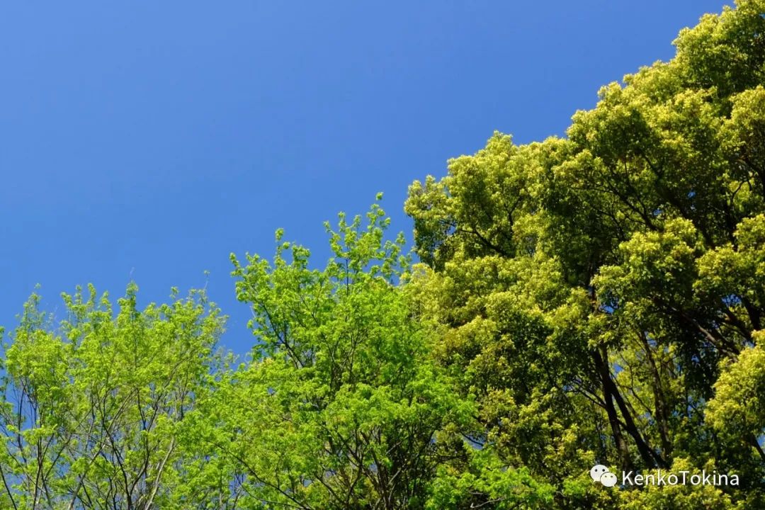 鏈堣禌鍥為【,鏈堣禌閫夋墜绮惧僵鍥為【