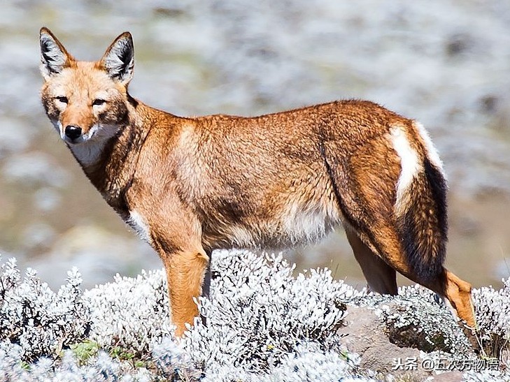 犬科动物是犬型亚目还是裂脚亚目,犬科犬属