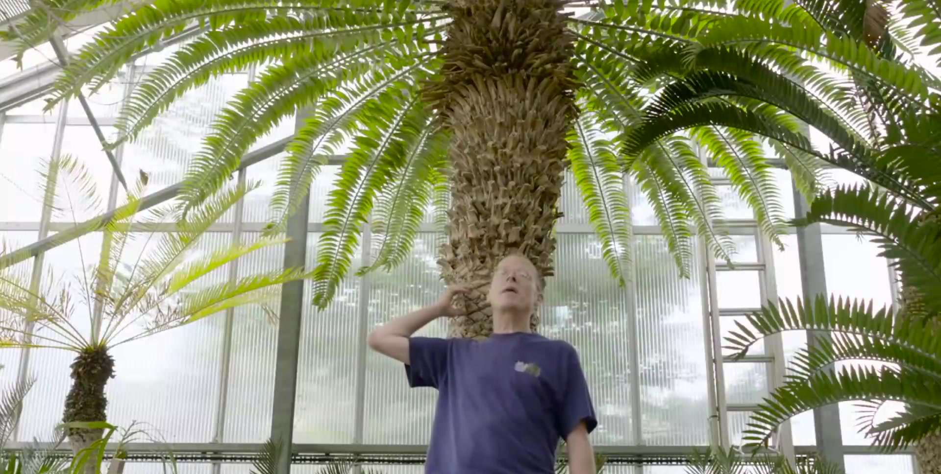 伍德苏铁:寻妻百年的铁树鳏夫,全球仅一棵,克隆的树苗价值15万