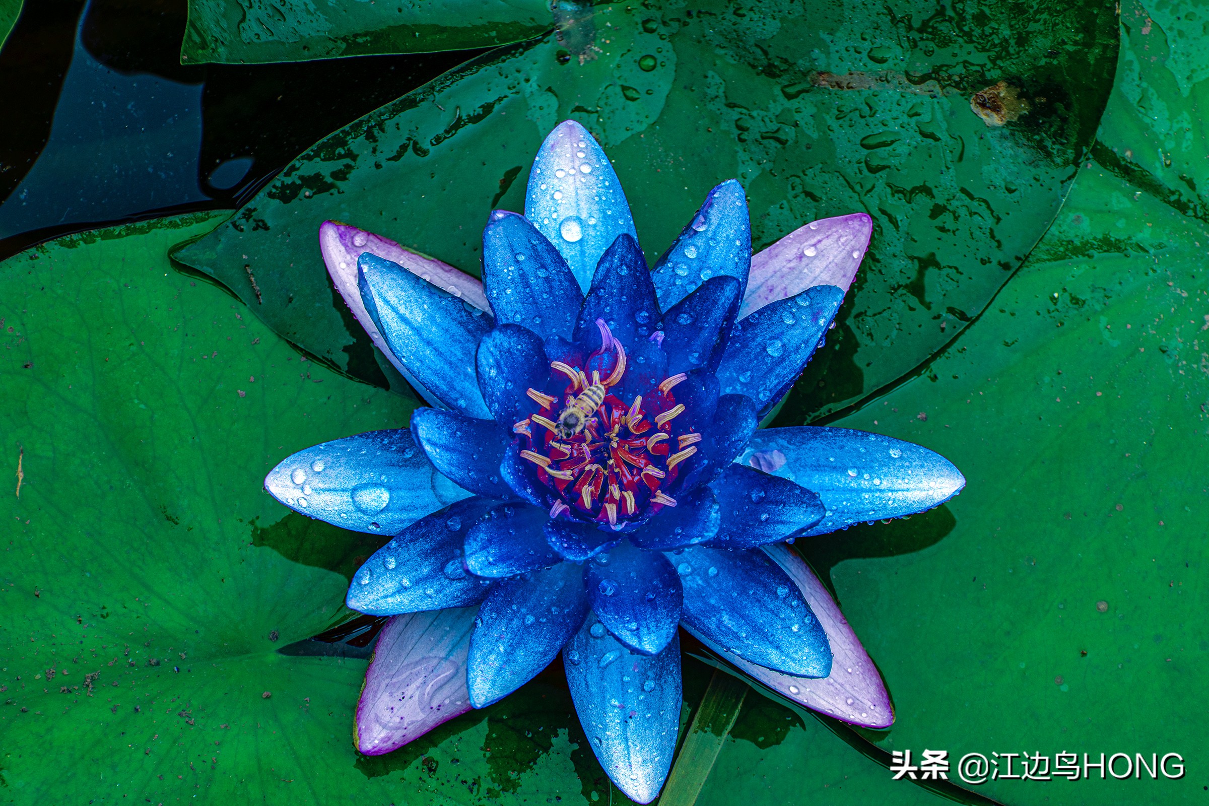 蓝莲花有第二季吗,蓝莲花怎么没有完整版