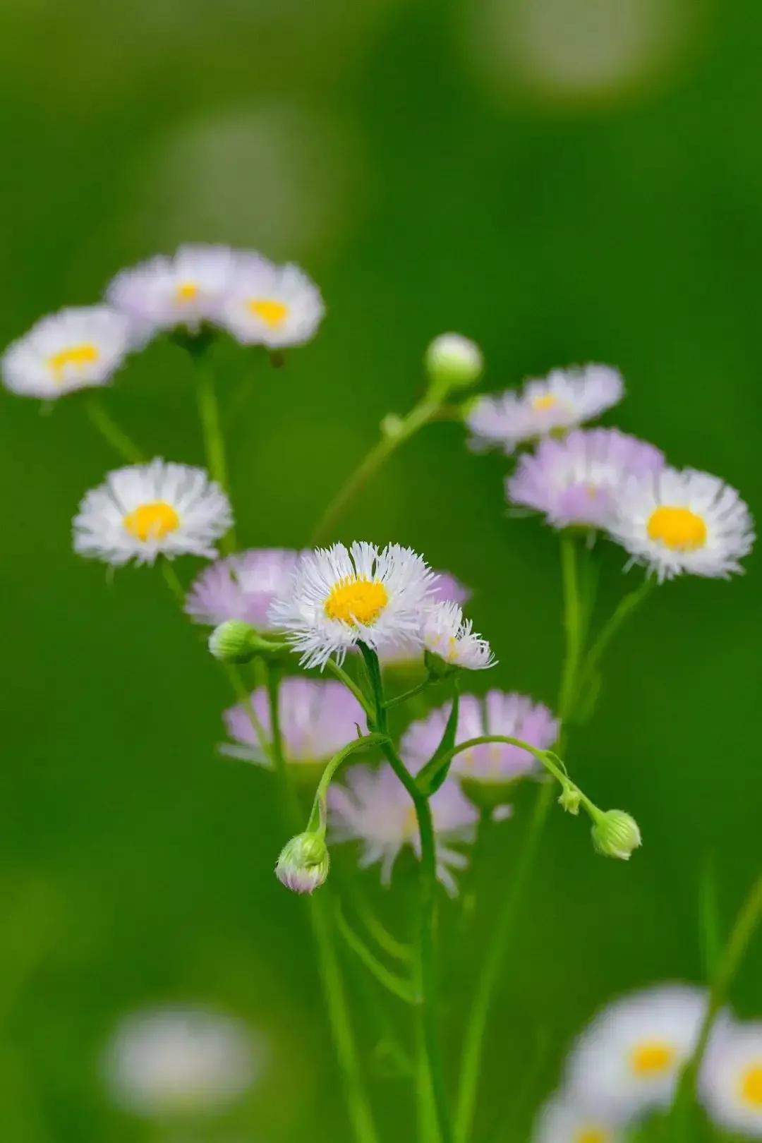 似水流年初中散文阅读,似水年华优美散文