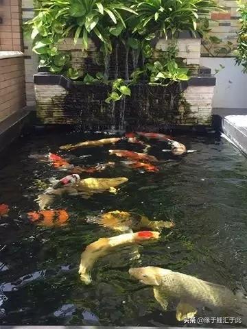 治疗锦鲤疑难杂症锦集