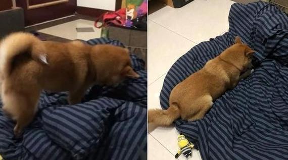 柴犬狗狗真的是通人性的,狗狗柴犬有多可爱呢